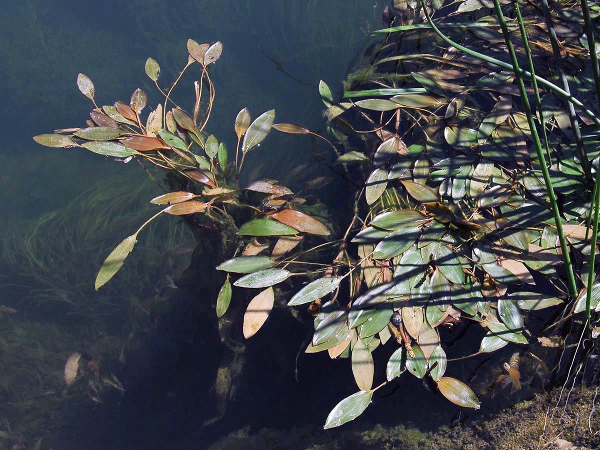 Schwimmblätter